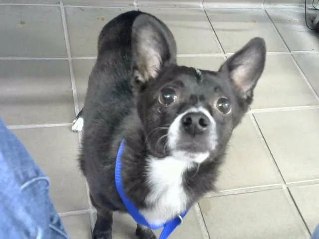 An adult small-sized male Chihuahua dog named Bull for adoption in Albuquerque, NM