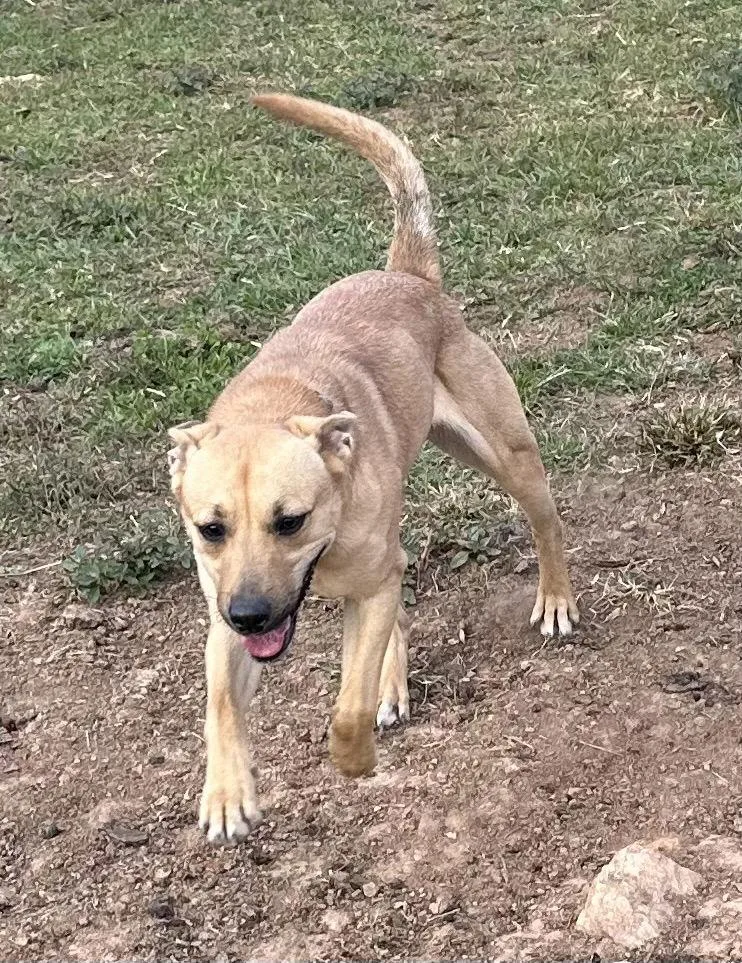 A young medium-sized female Mixed Breed dog named Arbor for adoption in North Wilkesboro, NC