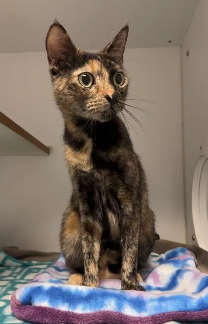 Carolina thumbnail 2