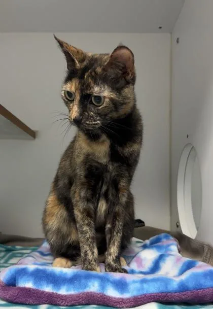 Carolina thumbnail 3