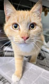 An adult medium-sized male Domestic Short Hair cat named Mars for adoption in Fairfax, VA
