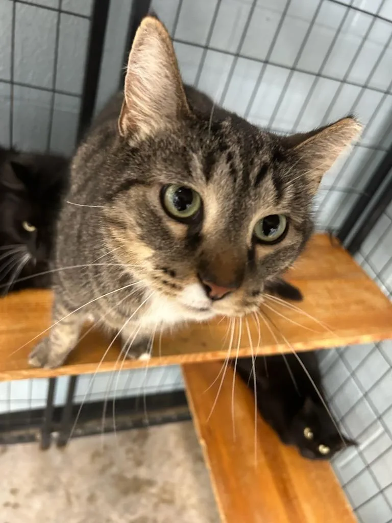 An adult large-sized male Domestic Short Hair cat named Tigger for adoption in Bryan, OH
