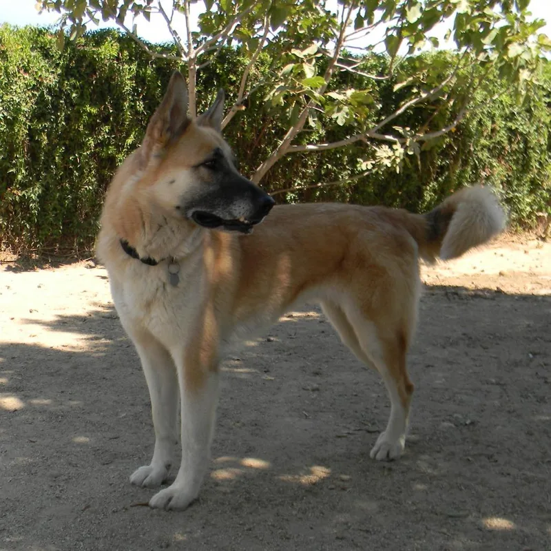 Mia