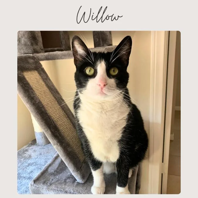 A senior medium-sized female Domestic Short Hair cat named Willow for adoption in San Juan Capistrano, CA