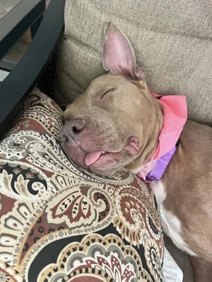 An adult small-sized female Terrier dog named Caroline for adoption in Gainesville, FL
