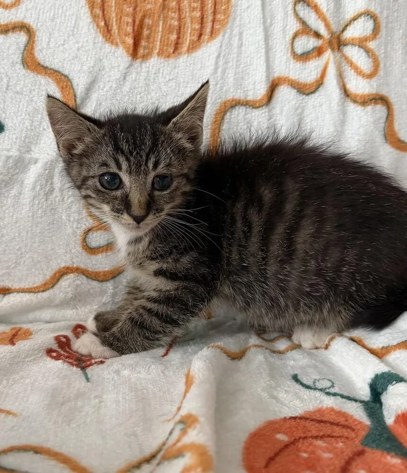A baby small-sized male Domestic Short Hair cat named Cookie for adoption in Youngsville, NC