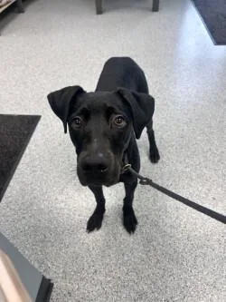 A young medium-sized male Black Labrador Retriever dog named Auggie for adoption in bellefontaine, OH