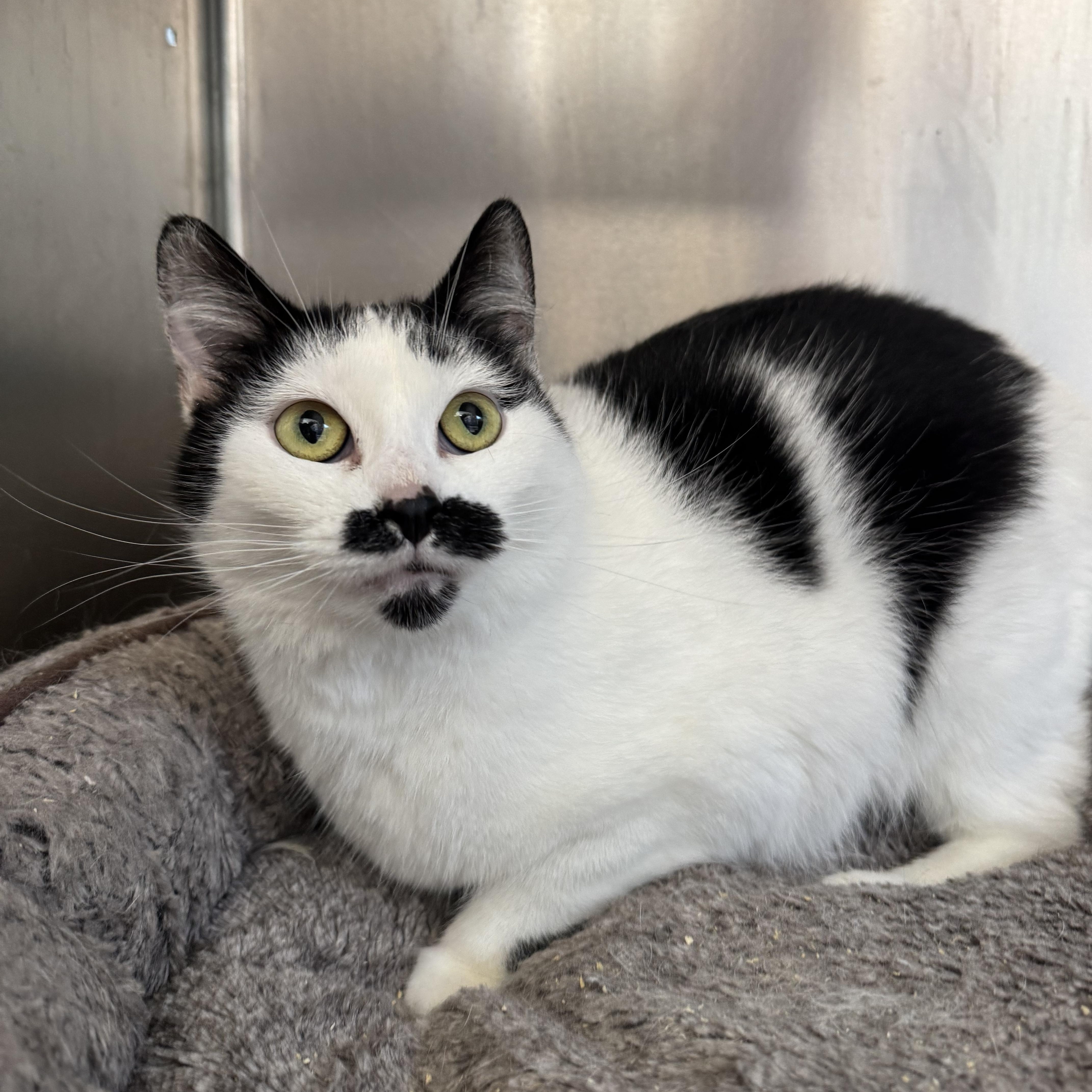 An adult medium-sized female Black & White / Tuxedo Domestic Short Hair cat named Frenchie for adoption in Woodbridge, CT