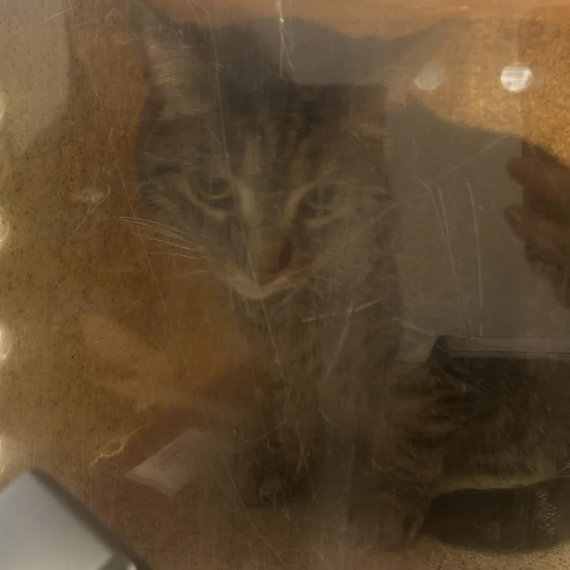 An adult small-sized female Calico Domestic Short Hair cat named Callie for adoption in Philadelphia, PA