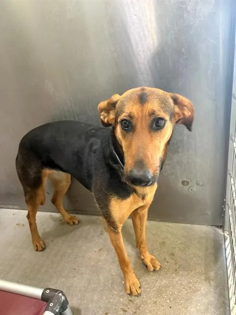 A young large-sized female German Shepherd Dog dog named Genevive for adoption in Lancaster, CA