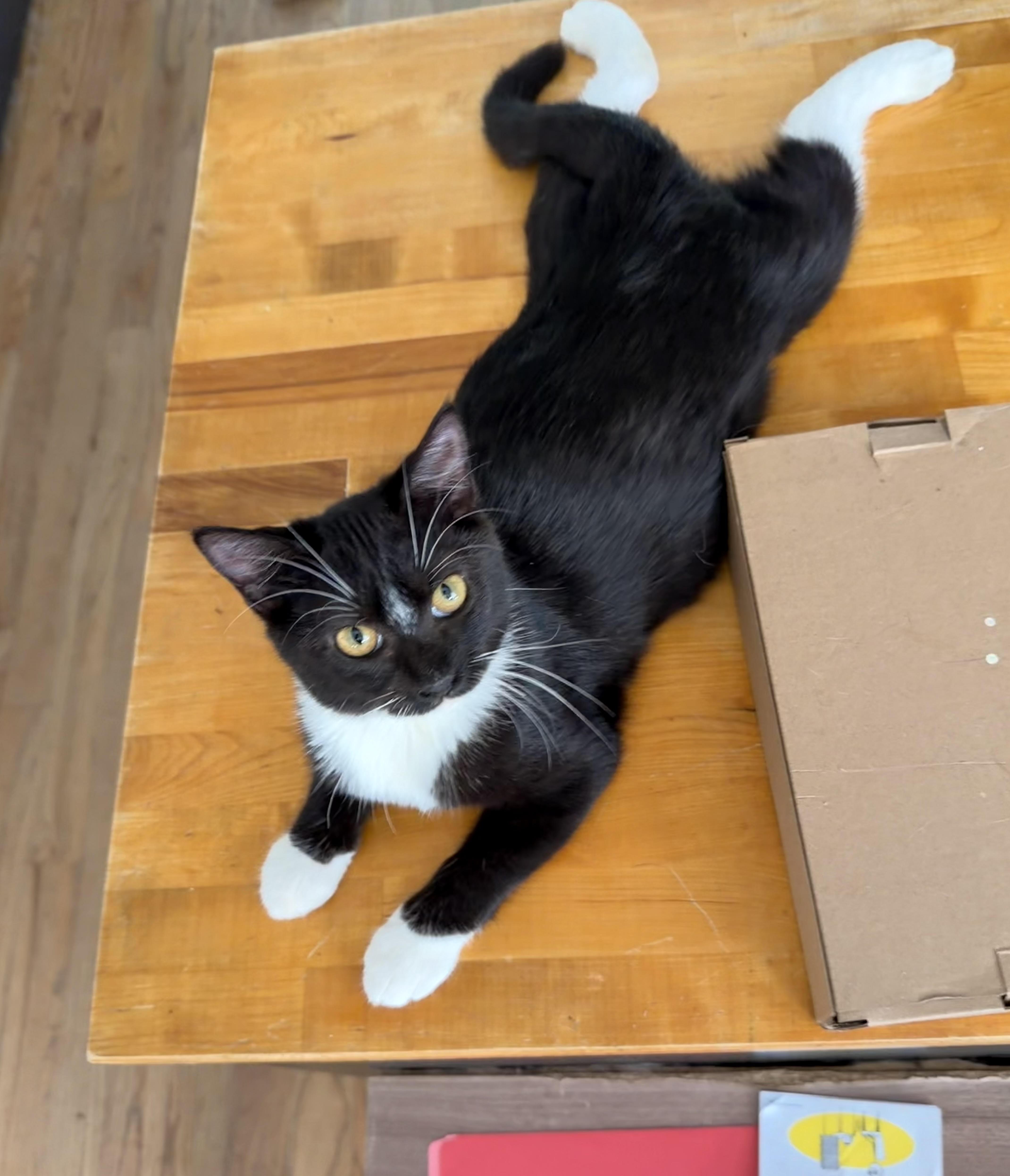 A baby small-sized female Black & White / Tuxedo Domestic Short Hair cat named PQ and Butch for adoption in Fort Worth, TX