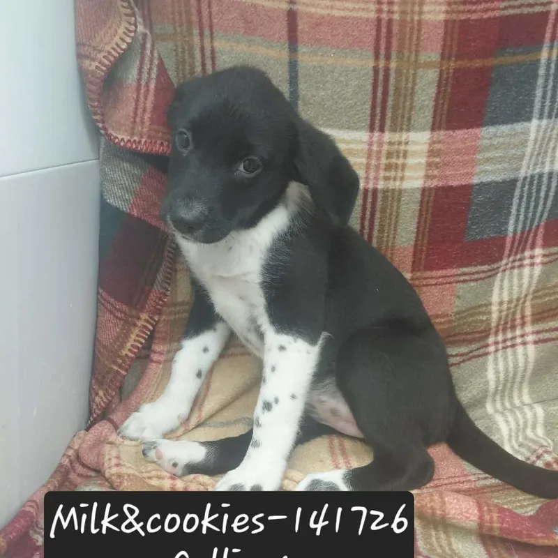 Milk and Cookies