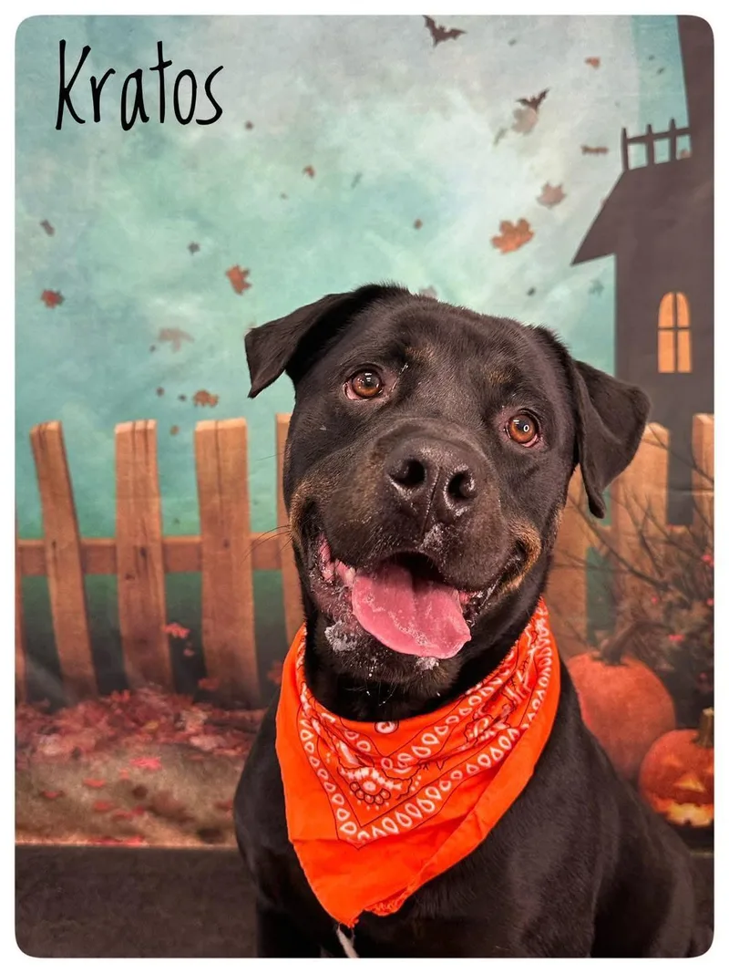 An adult large-sized male Bicolor Rottweiler dog named Kratos for adoption in Flint, MI