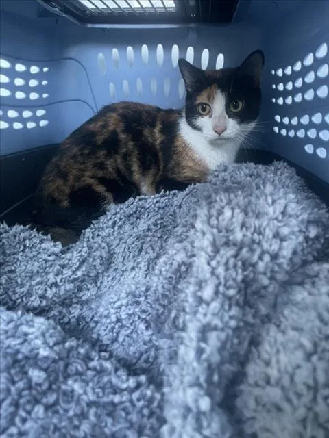 A young medium-sized female Domestic Short Hair cat named Shamone for adoption in Derwood, MD