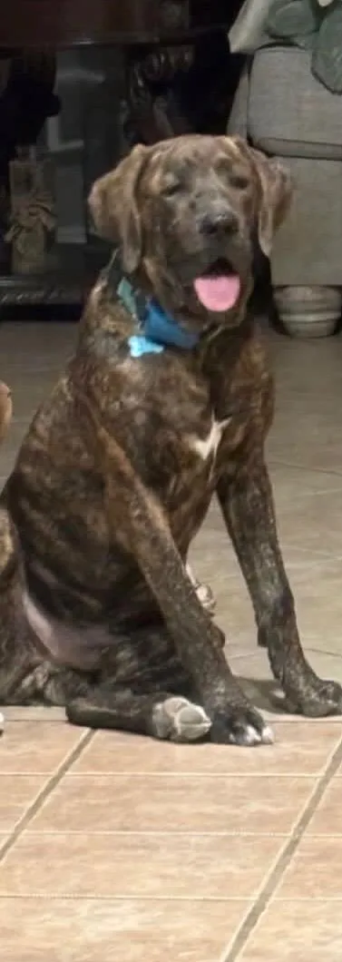 A young large-sized male Brindle Boxer dog named Mushu for adoption in Phoenix, AZ