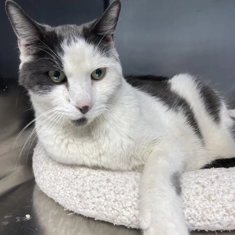 An adult small-sized male Gray / Blue / Silver Domestic Short Hair cat named Hugo for adoption in Casa Grande, AZ