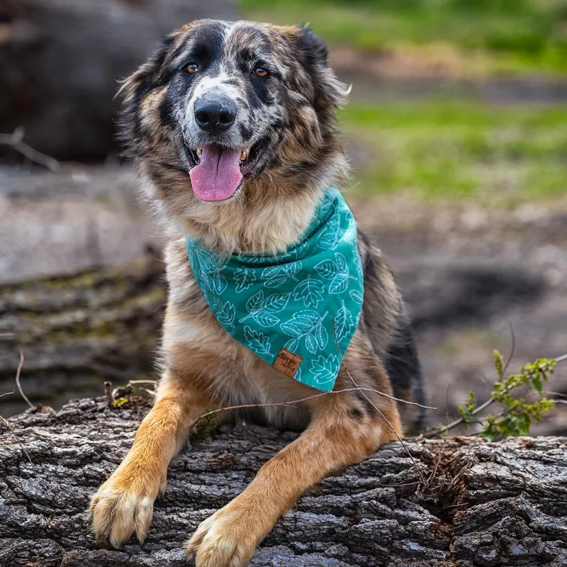 A young medium-sized female Brown / Chocolate Australian Shepherd dog named Moo for adoption in Clarinda, IA