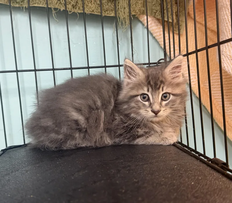 A baby medium-sized male Tabby (Gray / Blue / Silver) Domestic Long Hair cat named Grasshopper for adoption in Hudson, NY