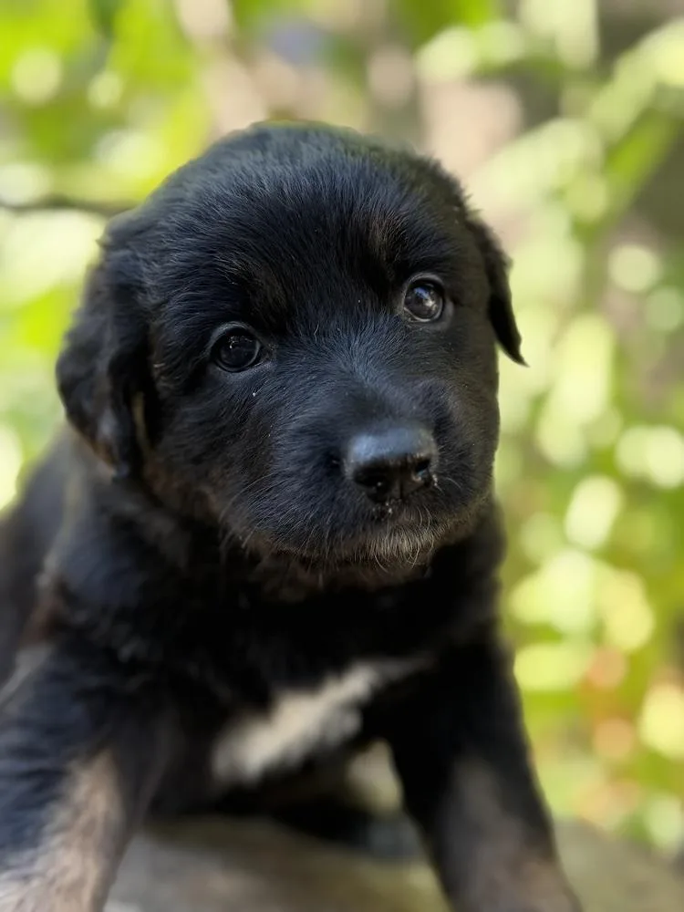 A baby large-sized female Black German Shepherd Dog dog named Selma for adoption in Pleasant Hill, CA