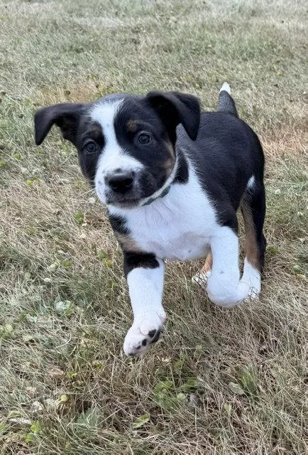 Astro