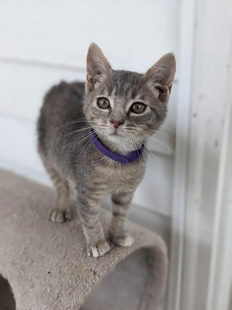 A baby small-sized male Gray / Blue / Silver Domestic Short Hair cat named Nebula for adoption in Lewisburg, TN