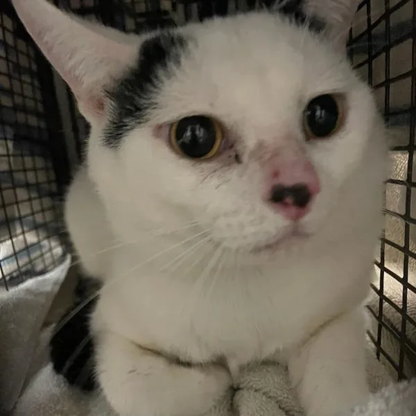 A young small-sized male Domestic Short Hair cat named Sawyer for adoption in Des Moines, IA