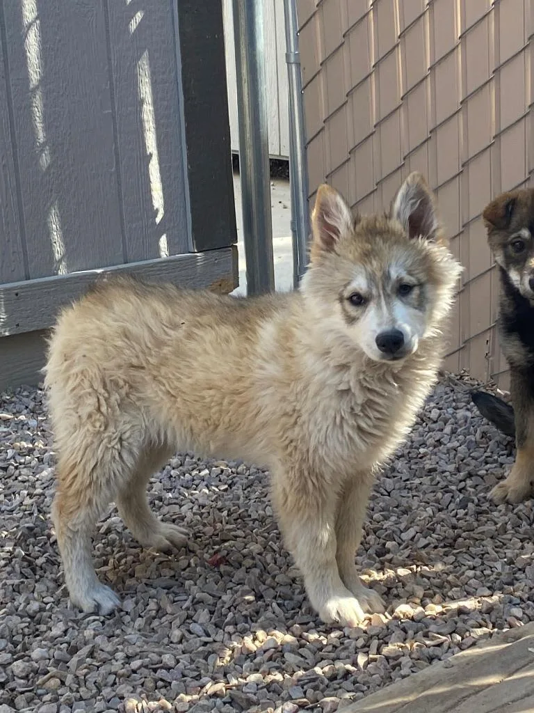 A baby medium-sized female Husky dog named Moscato for adoption in Chino Valley, AZ