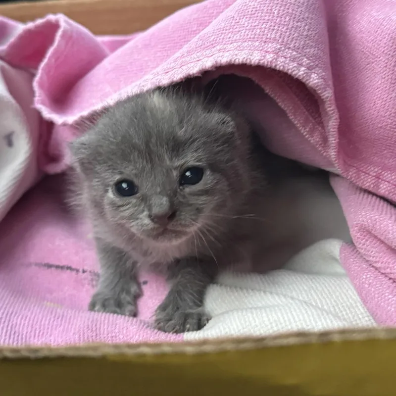 A baby small-sized female Tortoiseshell Domestic Short Hair cat named Teenie Weenie for adoption in Lynchburg, VA