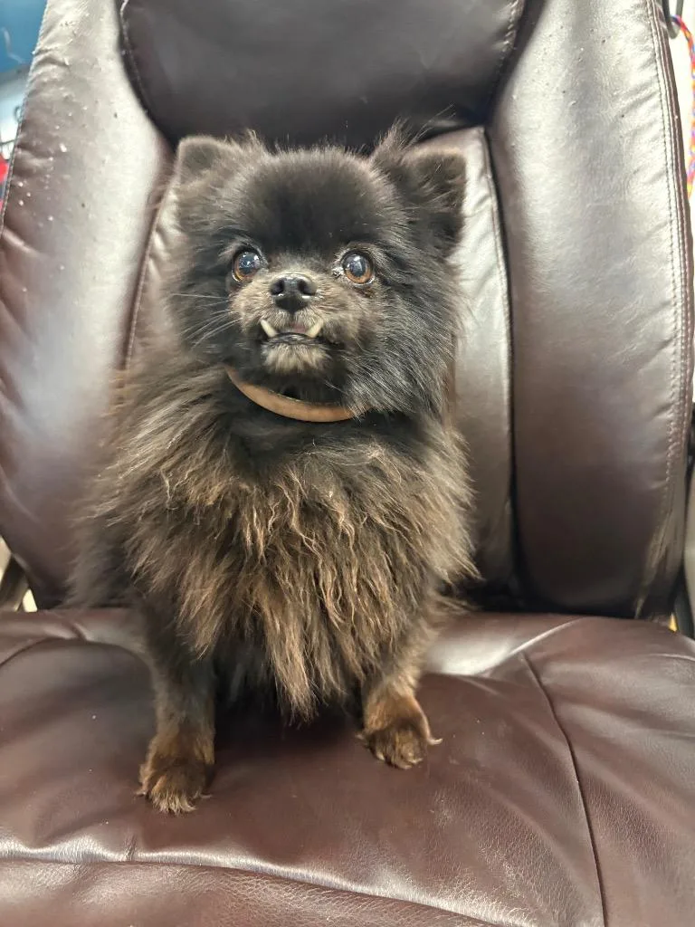 A senior small-sized female Pomeranian dog named Mildred for adoption in Reno, NV