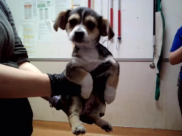 A baby small-sized female Terrier dog named Daisy for adoption in Martinez, CA