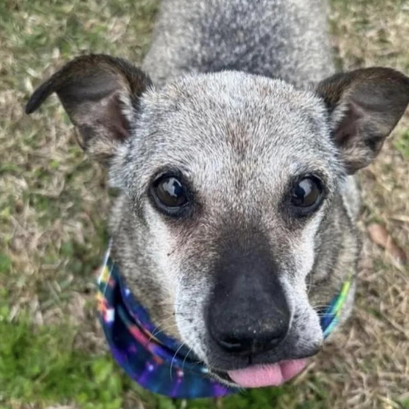 A senior small-sized female Gray / Blue / Silver Mixed Breed dog named Lulu for adoption in Gulfport, MS