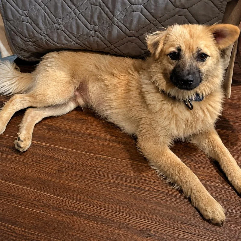 A young small-sized male Shetland Sheepdog / Sheltie dog named Victor for adoption in Horn Lake, MS