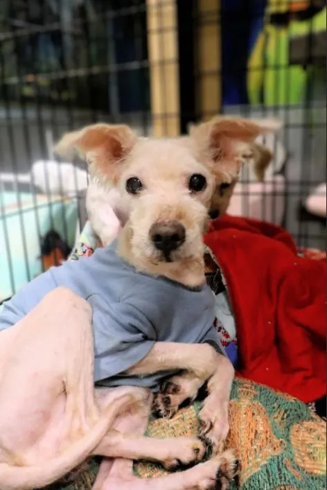 A senior small-sized male White / Cream Toy Poodle dog named Junior for adoption in Chicago, IL
