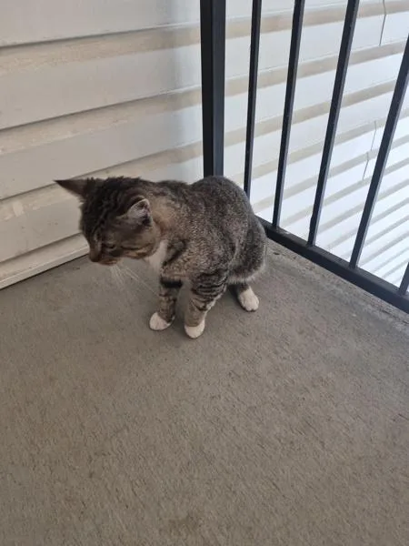 An adult medium-sized male Domestic Short Hair cat named If for adoption in Lawrenceville, GA
