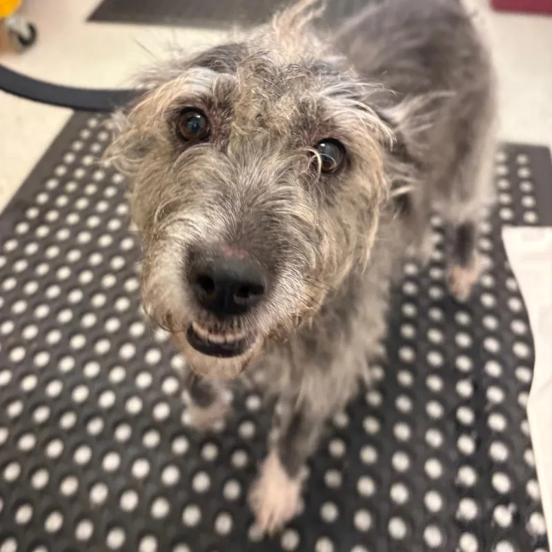 An adult medium-sized female Gray / Blue / Silver Mixed Breed dog named Solange for adoption in Wheeling, IL