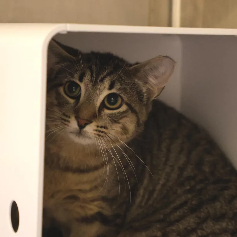 A baby small-sized female Brown / Chocolate Domestic Short Hair cat named Wabie for adoption in Briarcliff Manor, NY