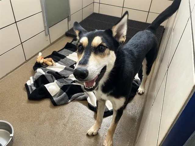 A young medium-sized male Siberian Husky dog named Drako for adoption in Fort Wayne, IN
