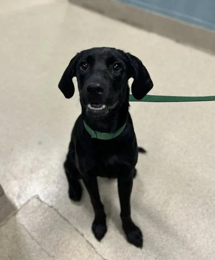 A baby medium-sized female Labrador Retriever dog named Tilly for adoption in Holbrook, NY