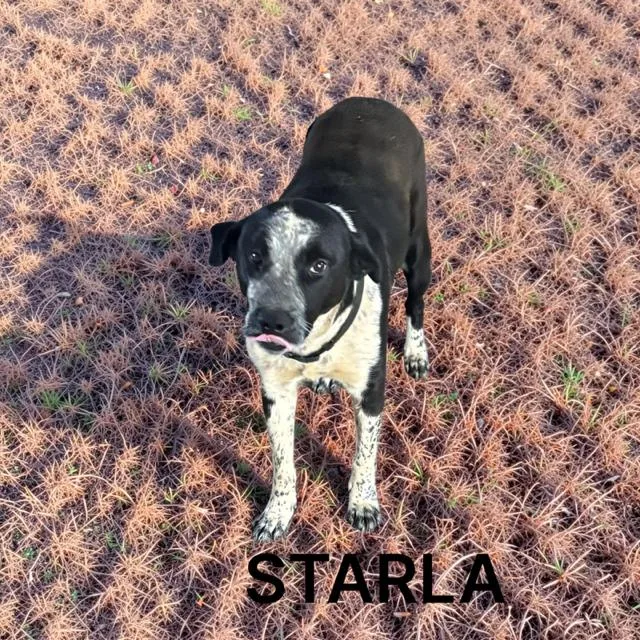 Starla