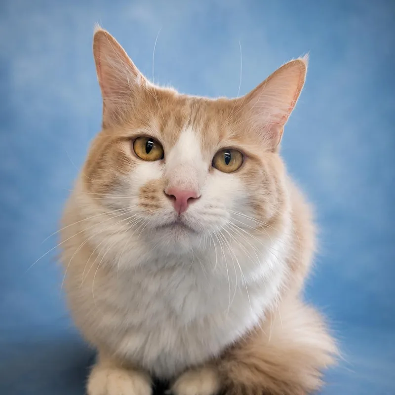 A young small-sized male Buff / Tan / Fawn Domestic Medium Hair cat named Scottie for adoption in Wickenburg, AZ