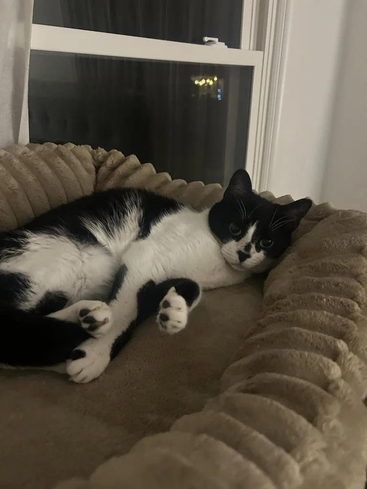 An adult medium-sized female Black Domestic Short Hair cat named Nova Xv for adoption in Muskegon, MI