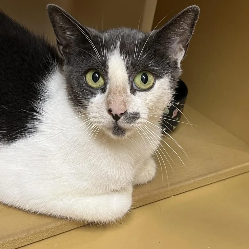 A young small-sized female Domestic Short Hair cat named Mimosa for adoption in Oceanside, NY