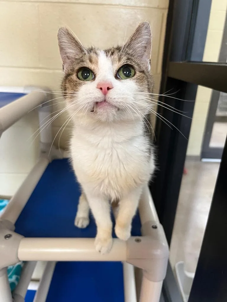 A senior medium-sized female Domestic Short Hair cat named Cytoplasm for adoption in Cincinnati, OH