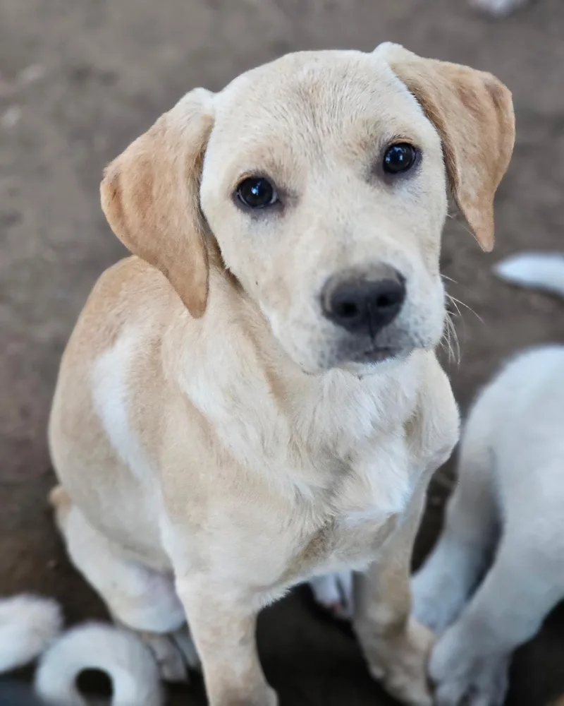 Siggi