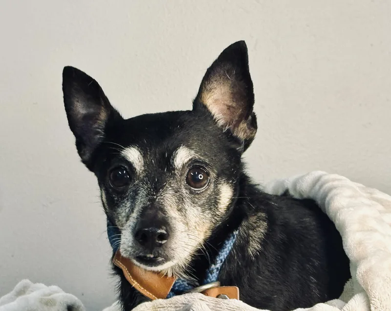 An adult small-sized male Black Chihuahua dog named Lojack for adoption in Meherrin, VA