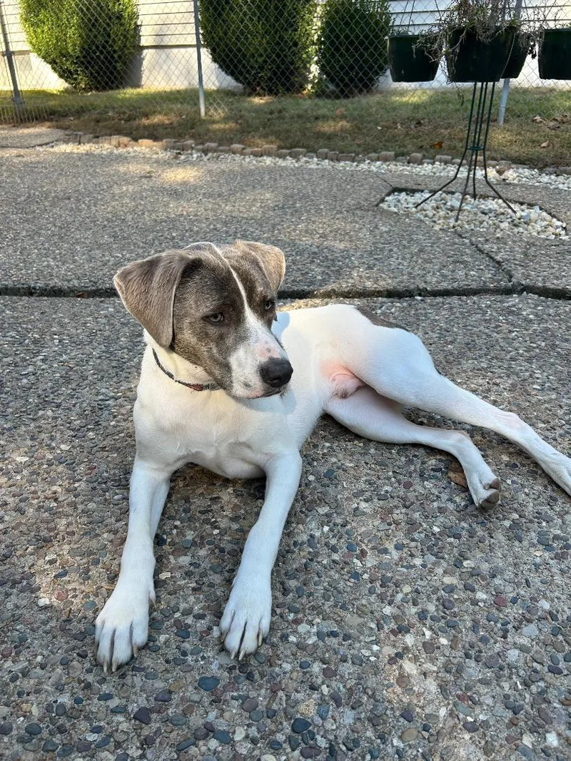 An adult medium-sized male Labrador Retriever dog named Leon for adoption in Saint Louis, MO