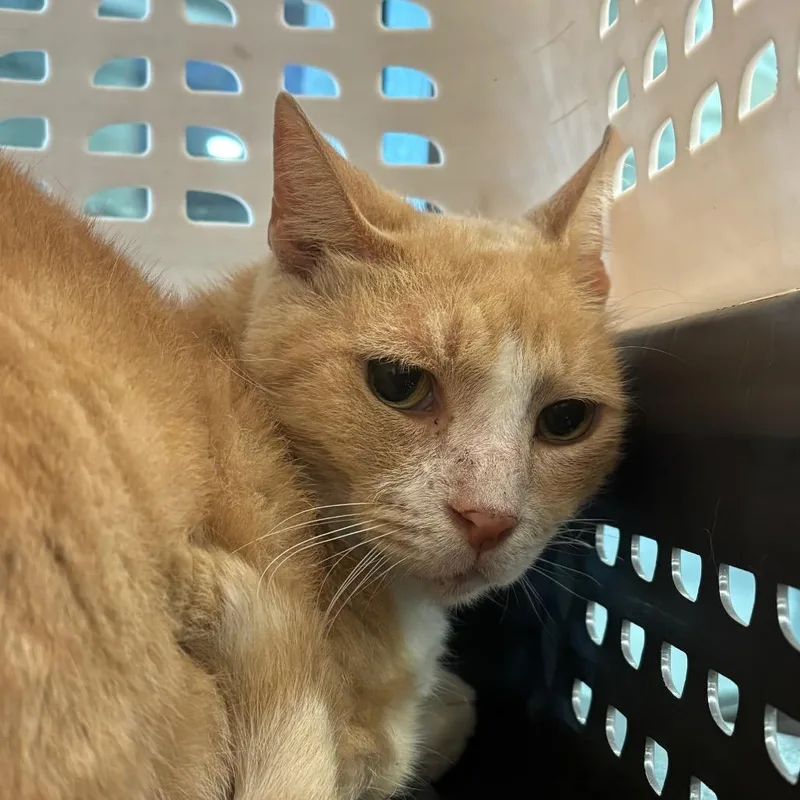A senior large-sized male Domestic Short Hair cat named Redford for adoption in Tampa, FL