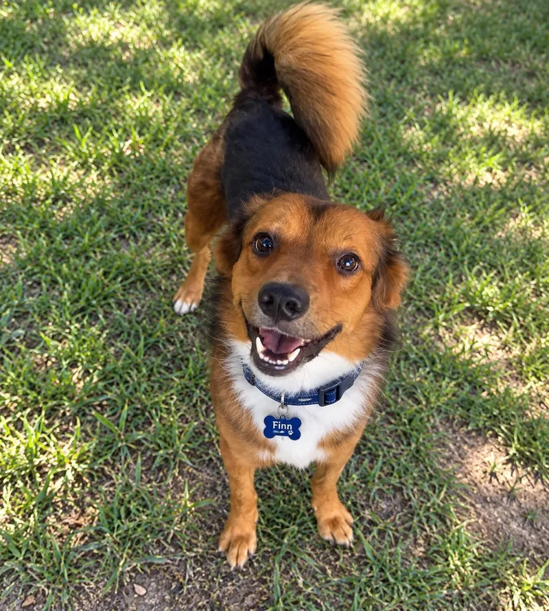 A young medium-sized male Border Collie dog named Finnscape for adoption in Houston, TX