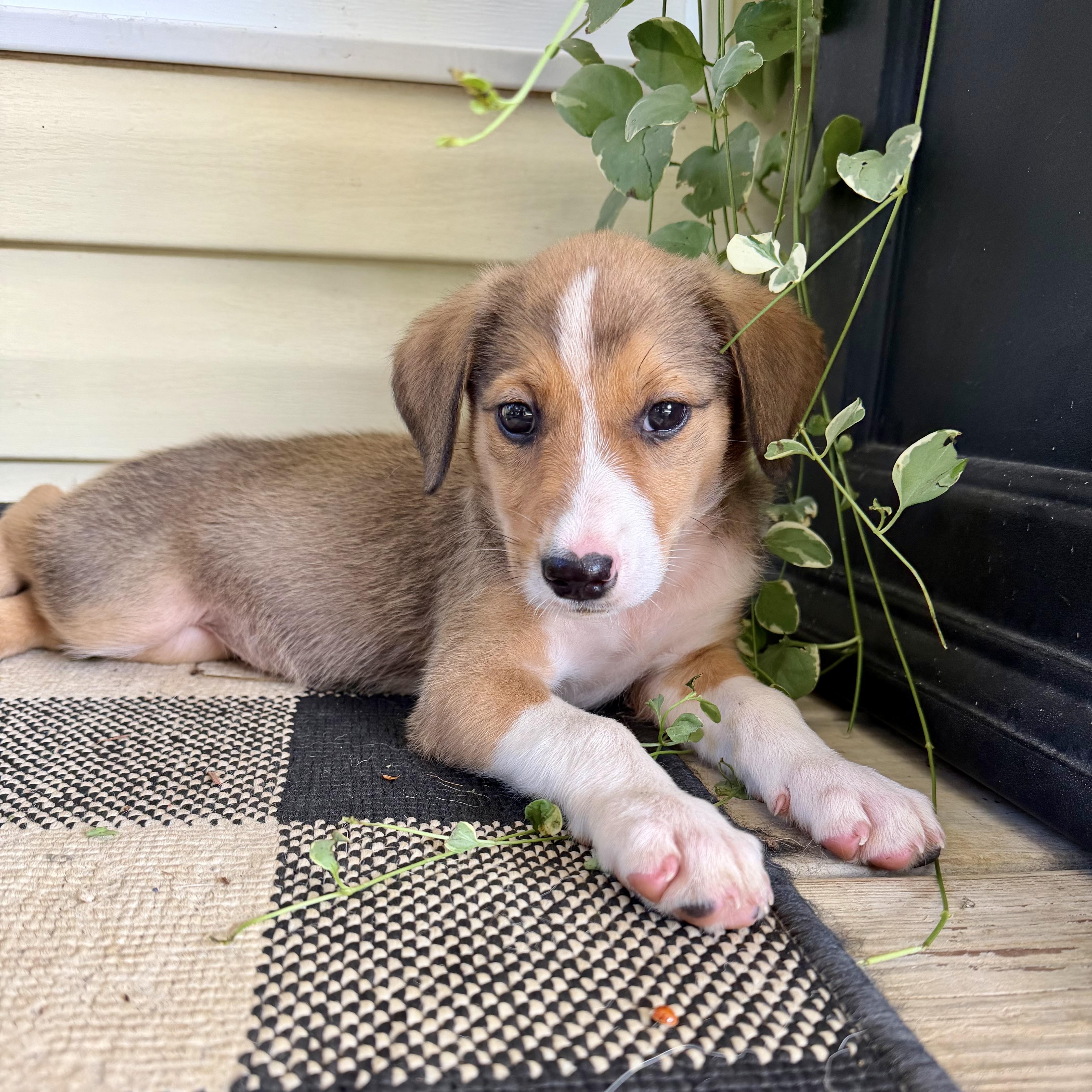 A baby small-sized female Mixed Breed dog named Niobe for adoption in Monroe, NC