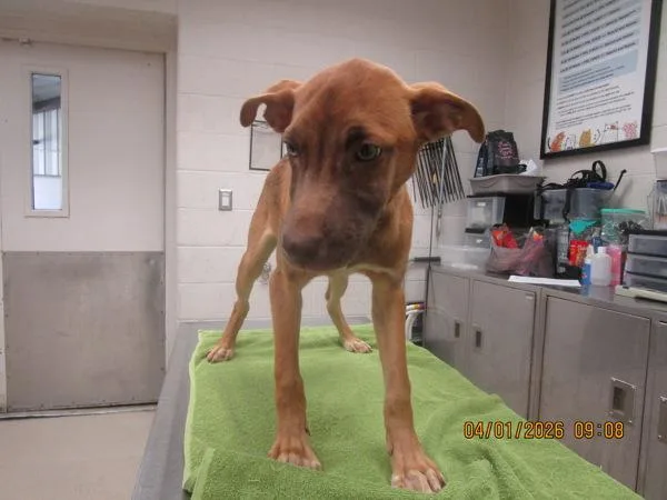 A baby small-sized female Labrador Retriever dog named Penne for adoption in Marietta, GA